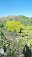 Image of Euphorbia hierosolymitana Boiss.