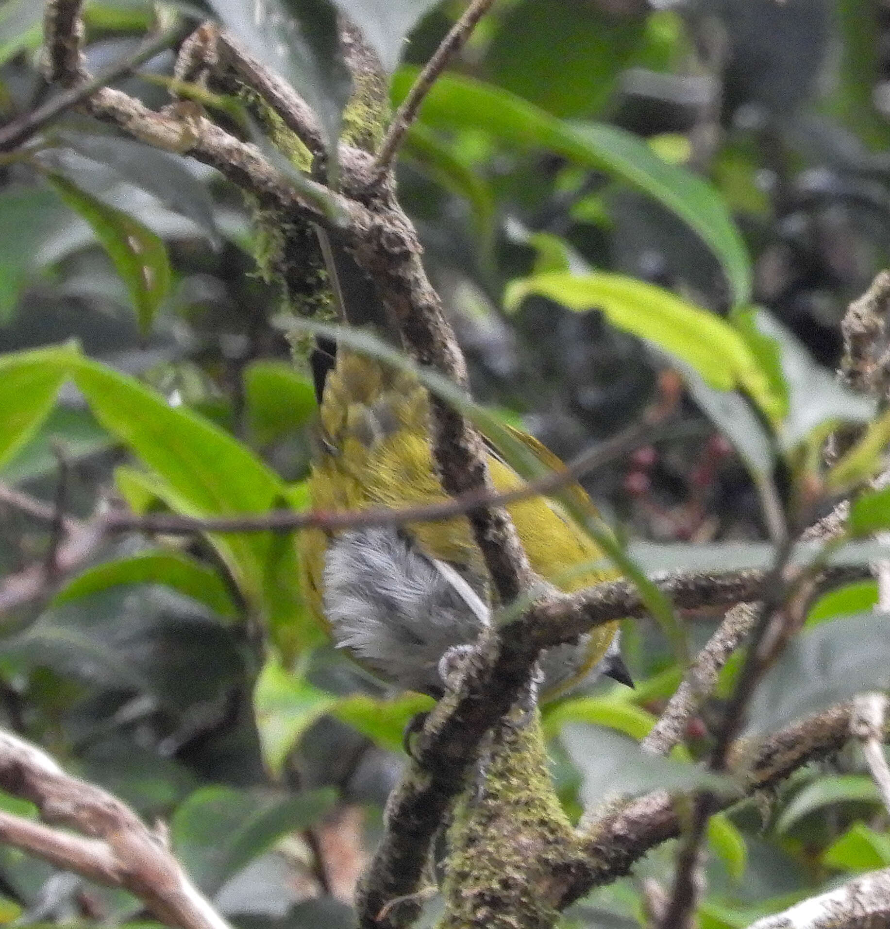 Image of Sooty-capped Bush Tanager