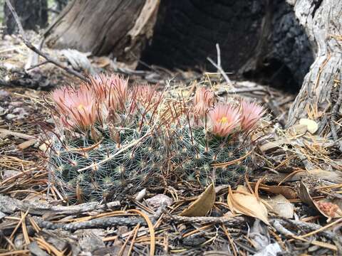 Image of greenflower nipple cactus