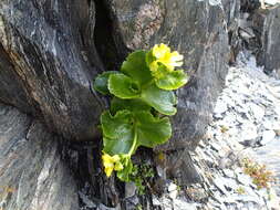 Image de Ranunculus godleyanus Hook. fil.