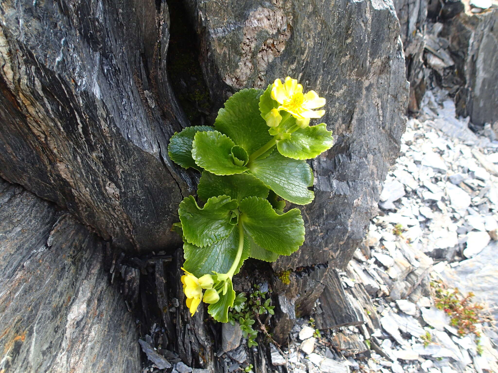 Image de Ranunculus godleyanus Hook. fil.