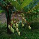 Image of Elaeocarpus grandiflorus J. E. Smith