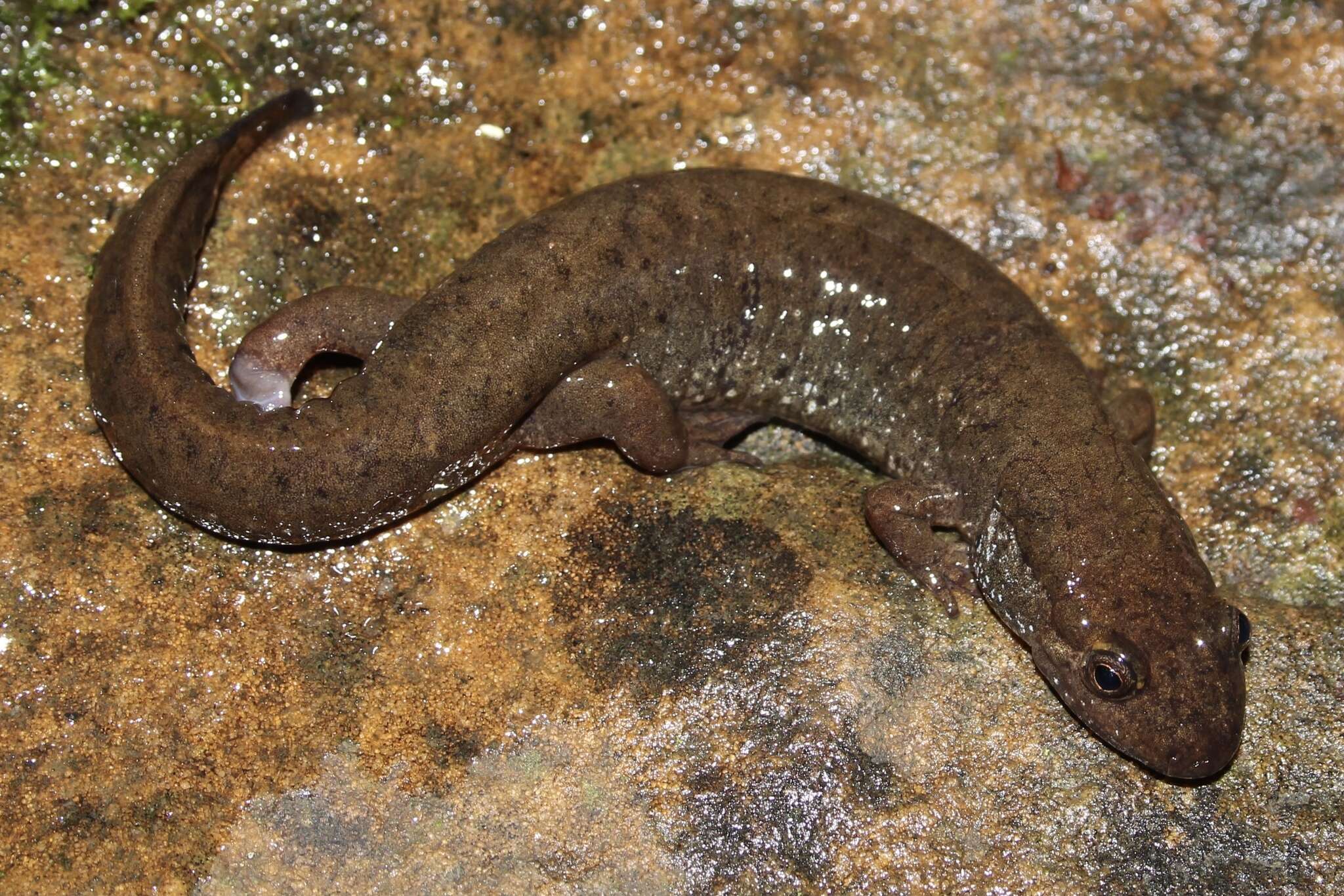 Image of Black mountain salamander