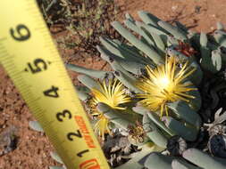 Image of Cheiridopsis robusta (Haw.) N. E. Br.