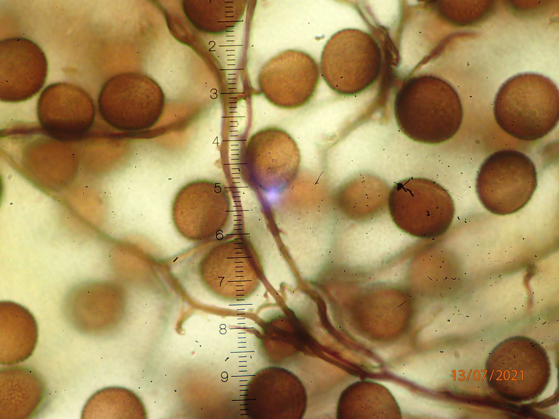 Image of Enerthenema melanospermum