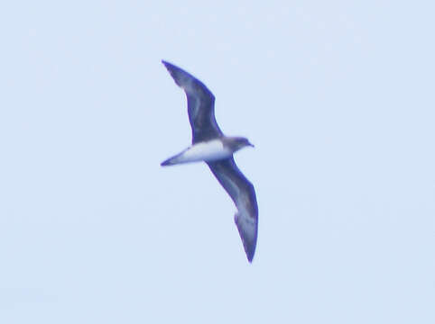 Image of Herald Petrel