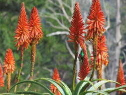 Image of candelabra aloe