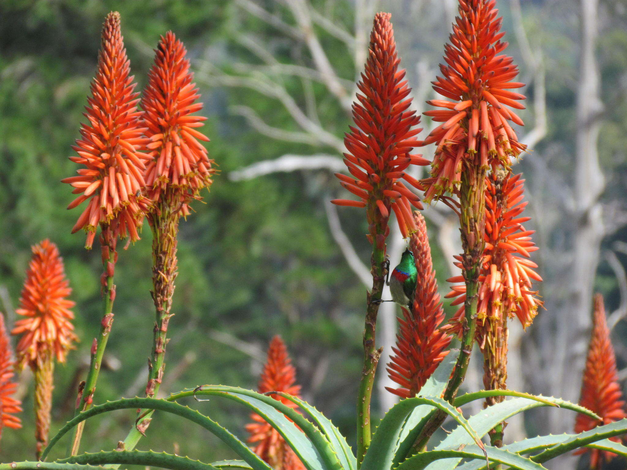 Image of candelabra aloe
