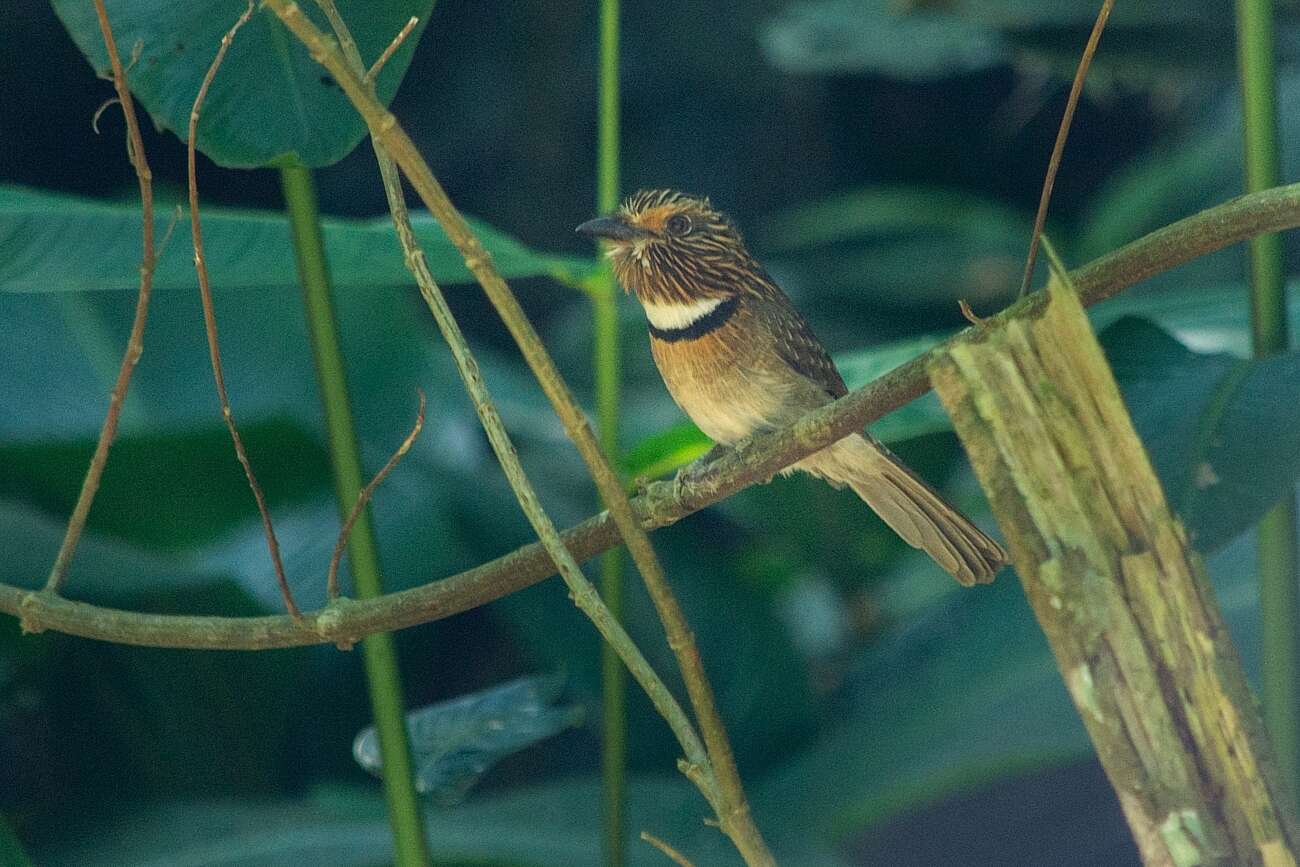 Image of Crescent-chested Puffbird