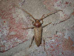Image of Red Oak Borer