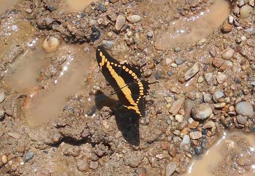 Image de Papilio homothoas Rothschild & Jordan 1906