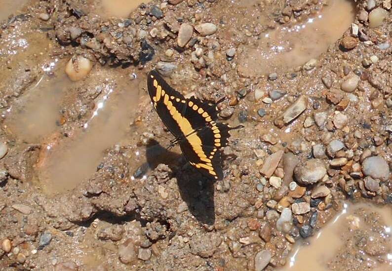 Image of Papilio homothoas Rothschild & Jordan 1906