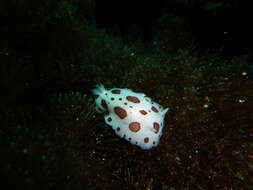 Image of Swiss cow nudibranch