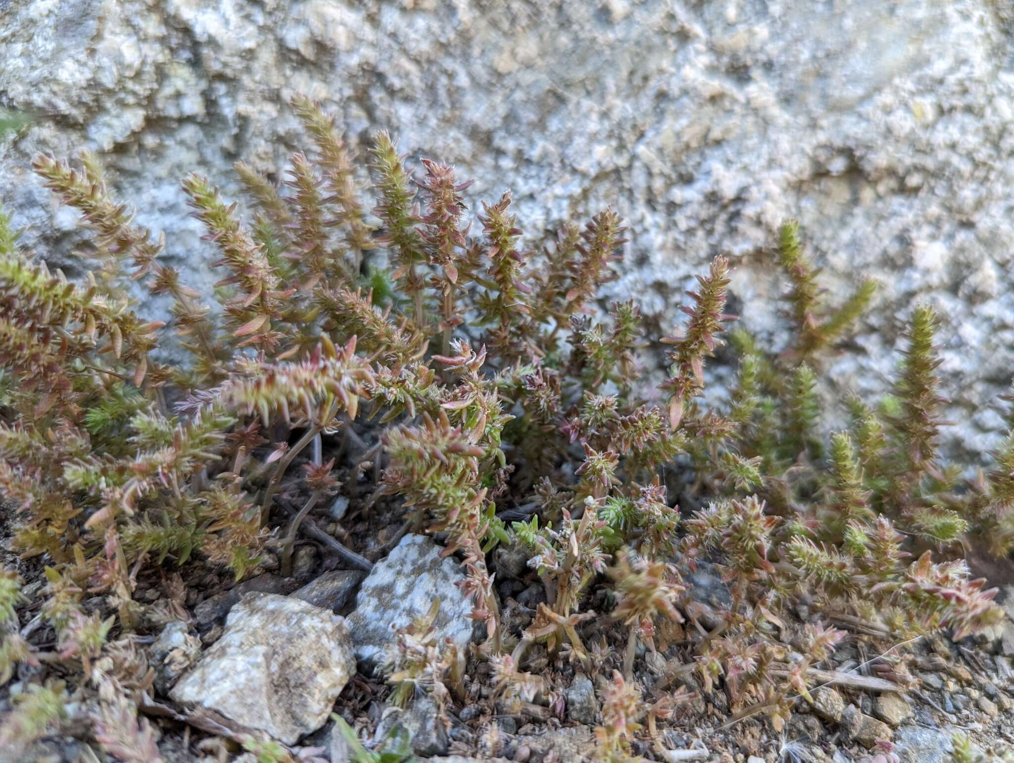 Image of Crassula colligata subsp. lamprosperma Toelken