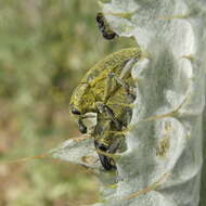 Image of Larinus cynarae (Fabricius & J. C. 1787)