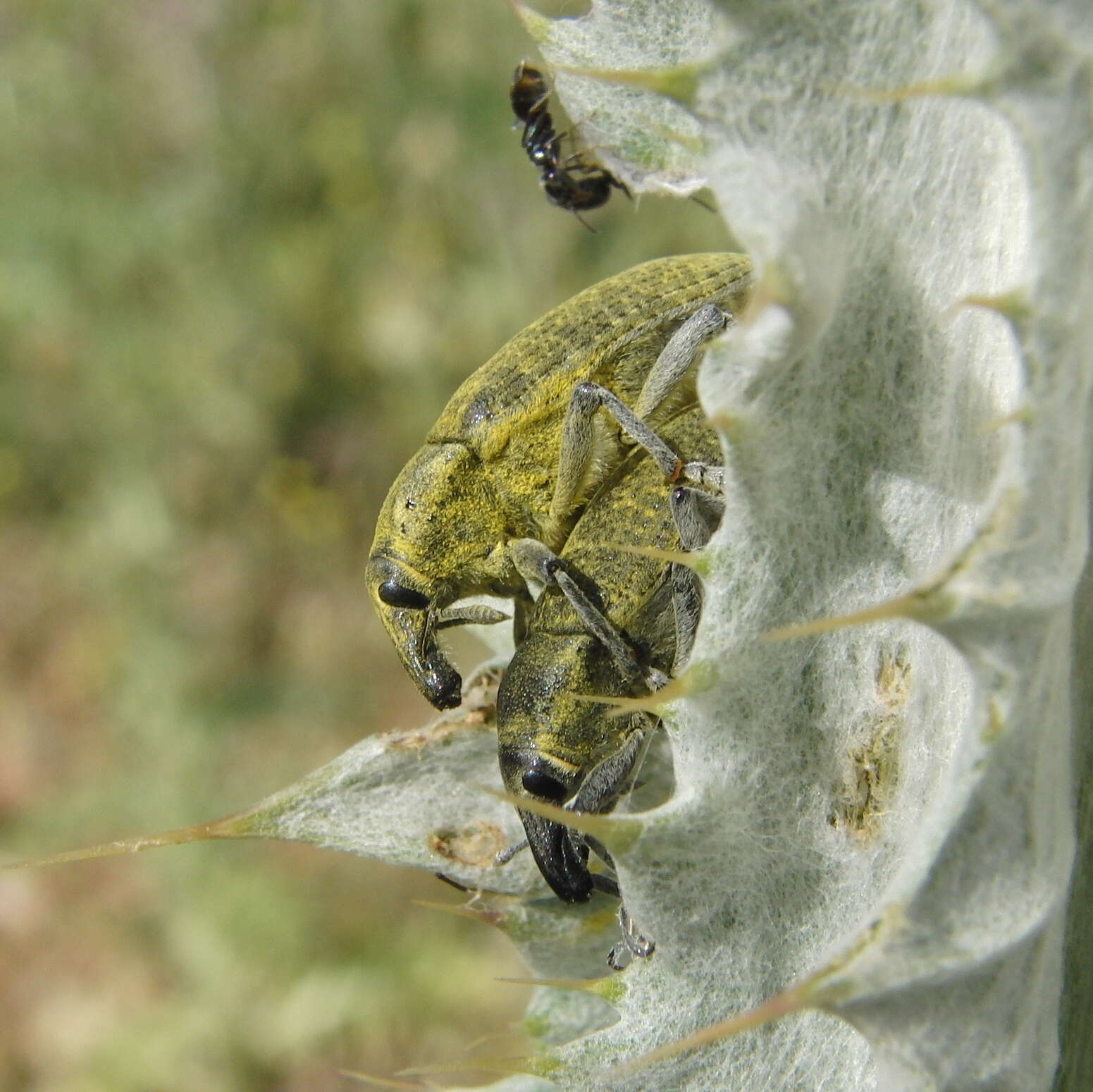 Image of Larinus cynarae (Fabricius & J. C. 1787)