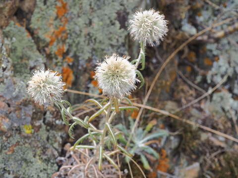 Image of Echinops humilis M. Bieb.