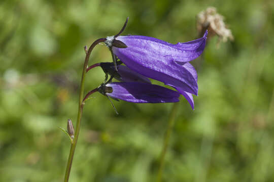 Image of Campanula collina Sims