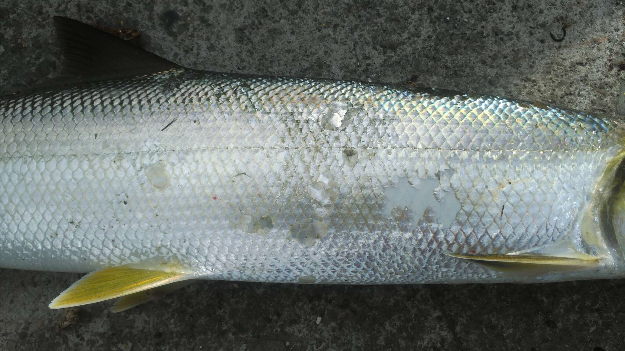 Image of Australian giant herring