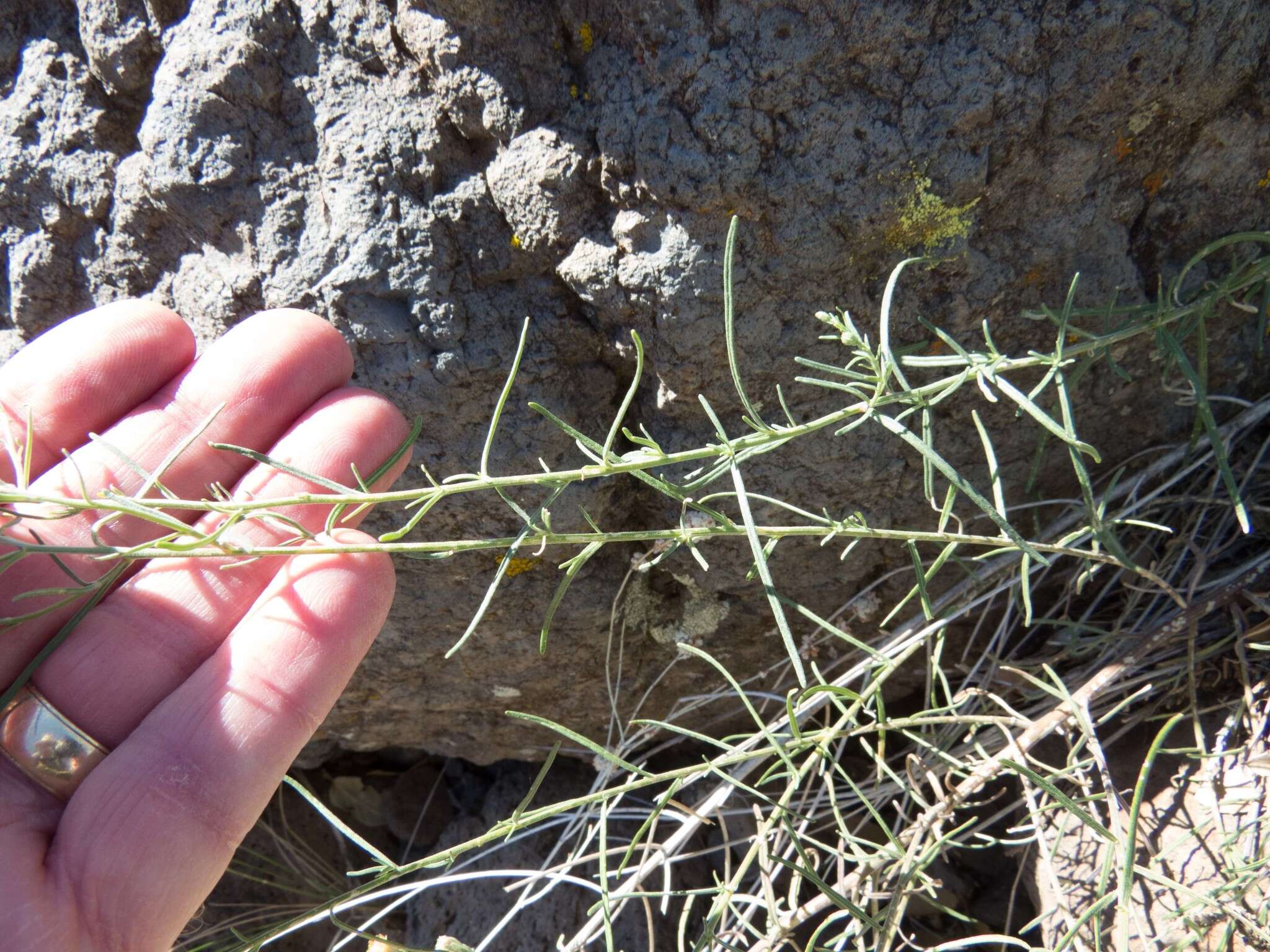 Plancia ëd Brickellia eupatorioides var. chlorolepis (Woot. & Standl.) B. L. Turner