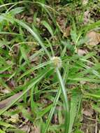 Image of Cyperus aromaticus (Ridl.) Mattf. & Kük.