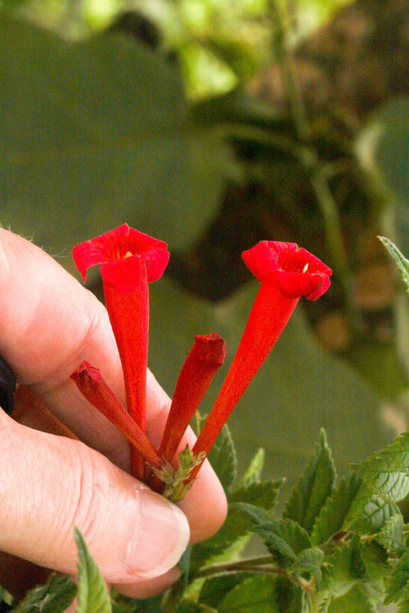 Image of Tecoma tenuiflora (A. DC.) Fabris