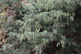 Image of Sophora masafuerana Skottsb.