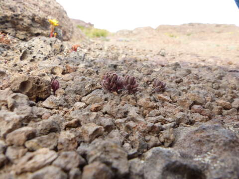 Слика од Sedum lanceolatum subsp. lanceolatum