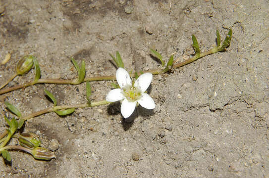 Image of Arenaria bourgaei Hemsl.