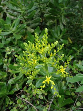 Image of green cockscomb