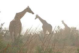 Image of West African Giraffe