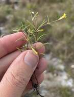 Image of sanddune cinchweed