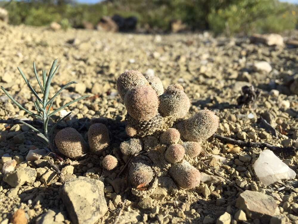 Image of Epithelantha pachyrhiza (W. T. Marshall) Backeb.