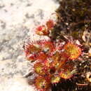 Imagem de Drosera monticola (Lowrie & N. G. Marchant) Lowrie