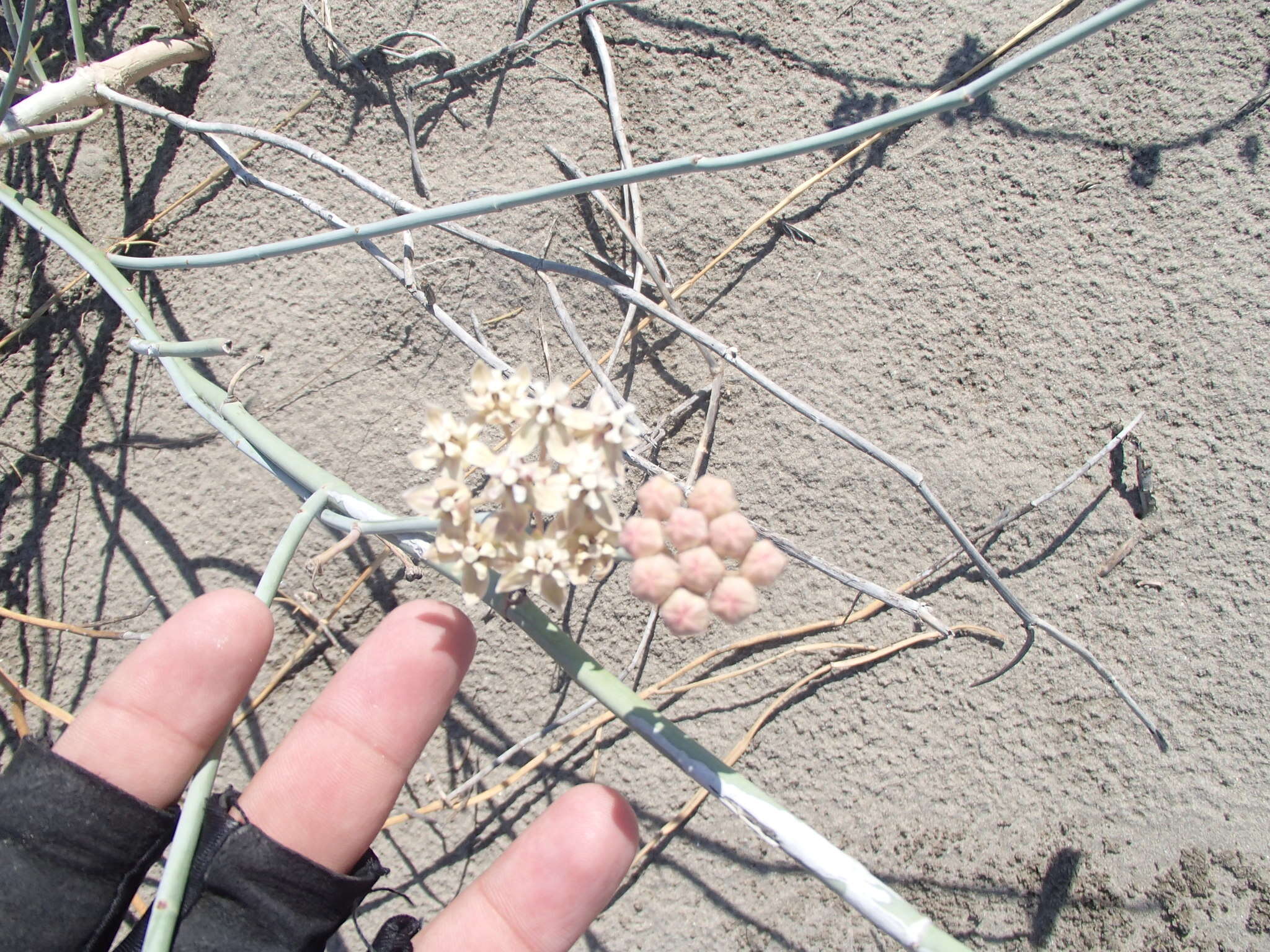 Image of Asclepias subaphylla R. E. Woodson