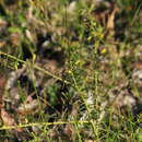 Acacia verticillata (L'Her.) Willd. resmi