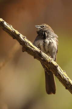 Image of Five-striped Sparrow