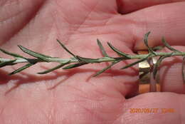 Image of Helichrysum rosum (Berg.) Less.