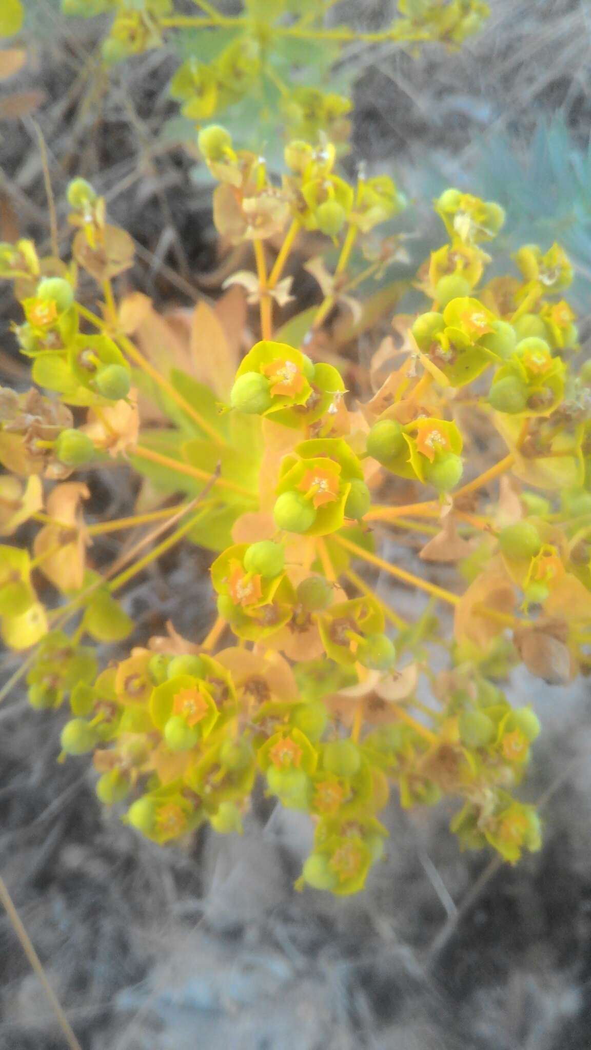 Image of Euphorbia nicaeensis All.