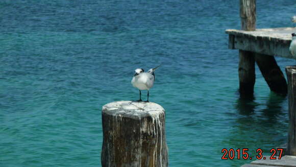 Image of Sandwich Tern