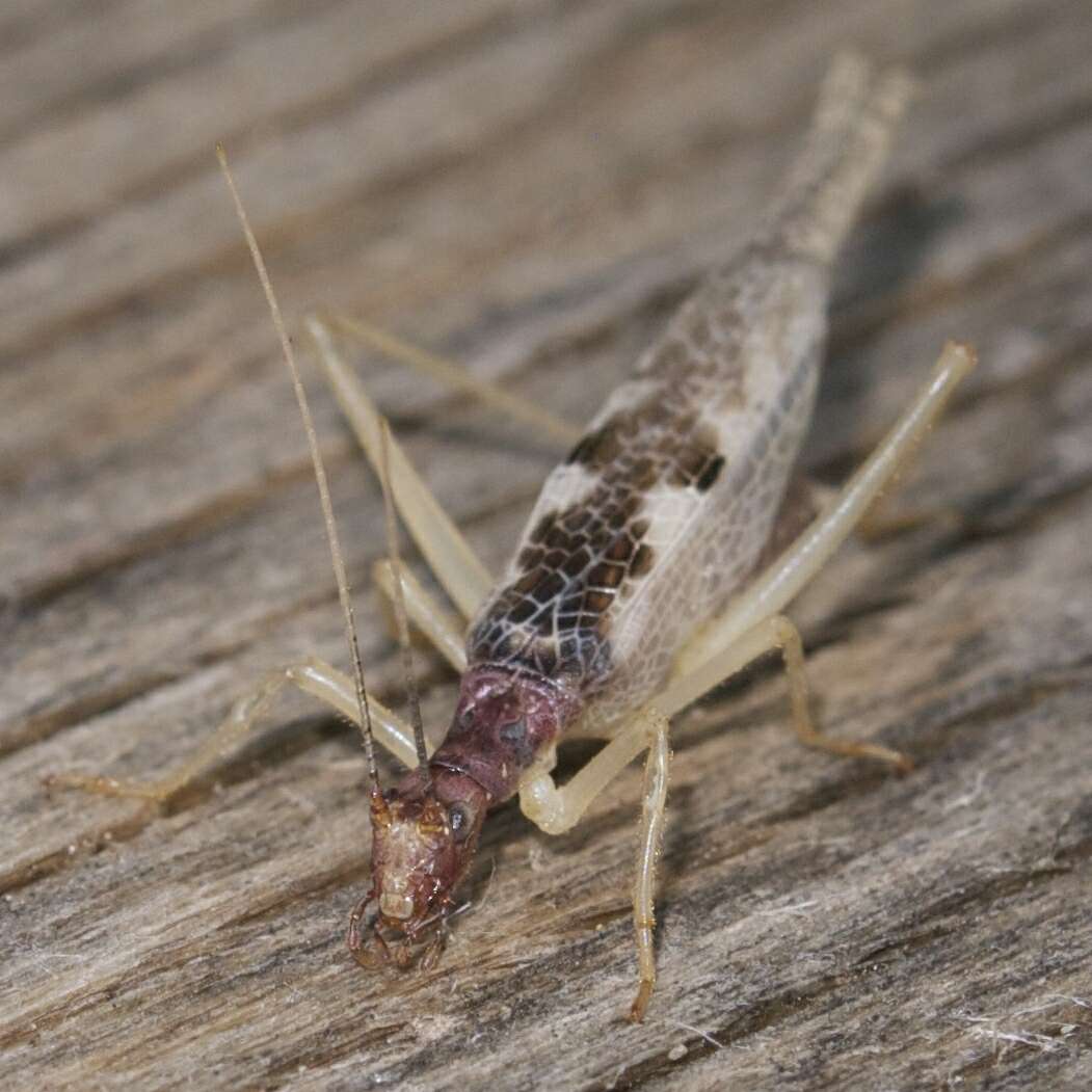 Neoxabea bipunctata (De Geer 1773) resmi