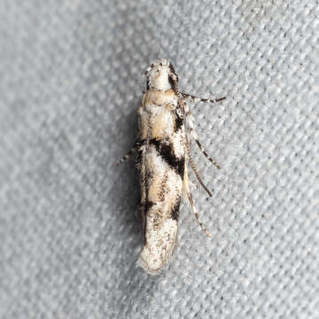 Image of Stripe-backed Moth