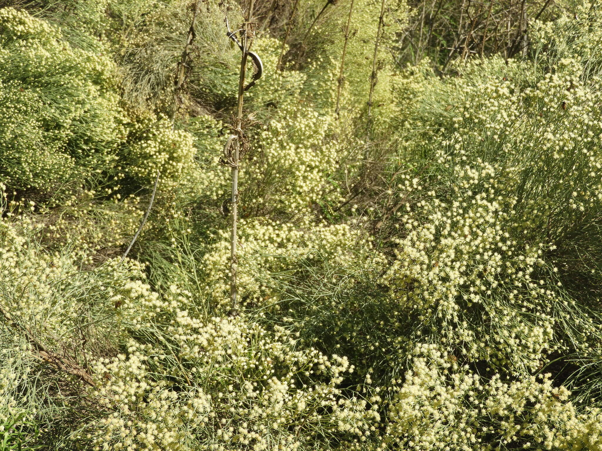 Image of Baccharis notosergila Griseb.