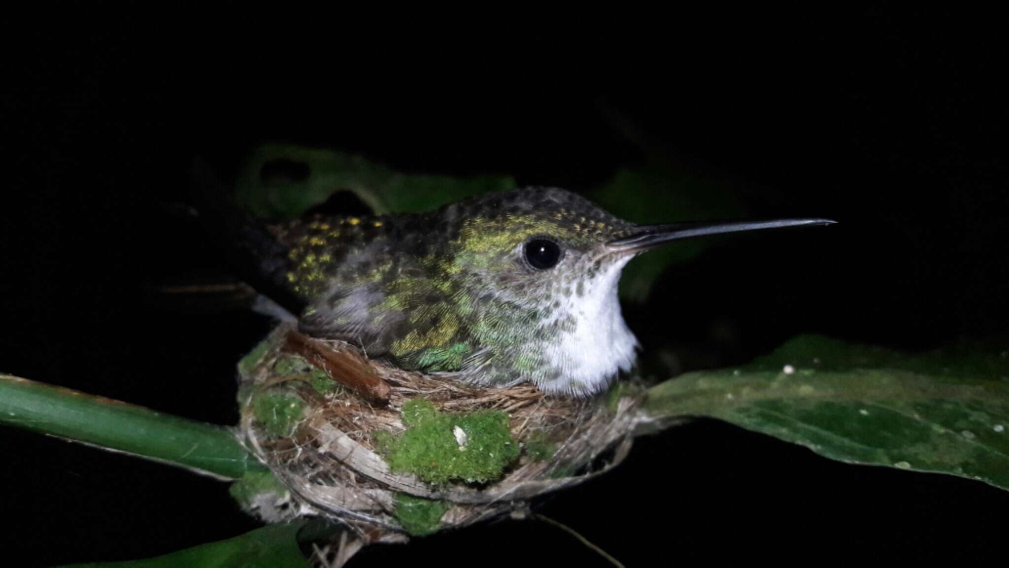 Image of White-bellied Emerald