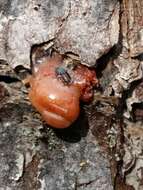 Image of Southern Pine Beetle