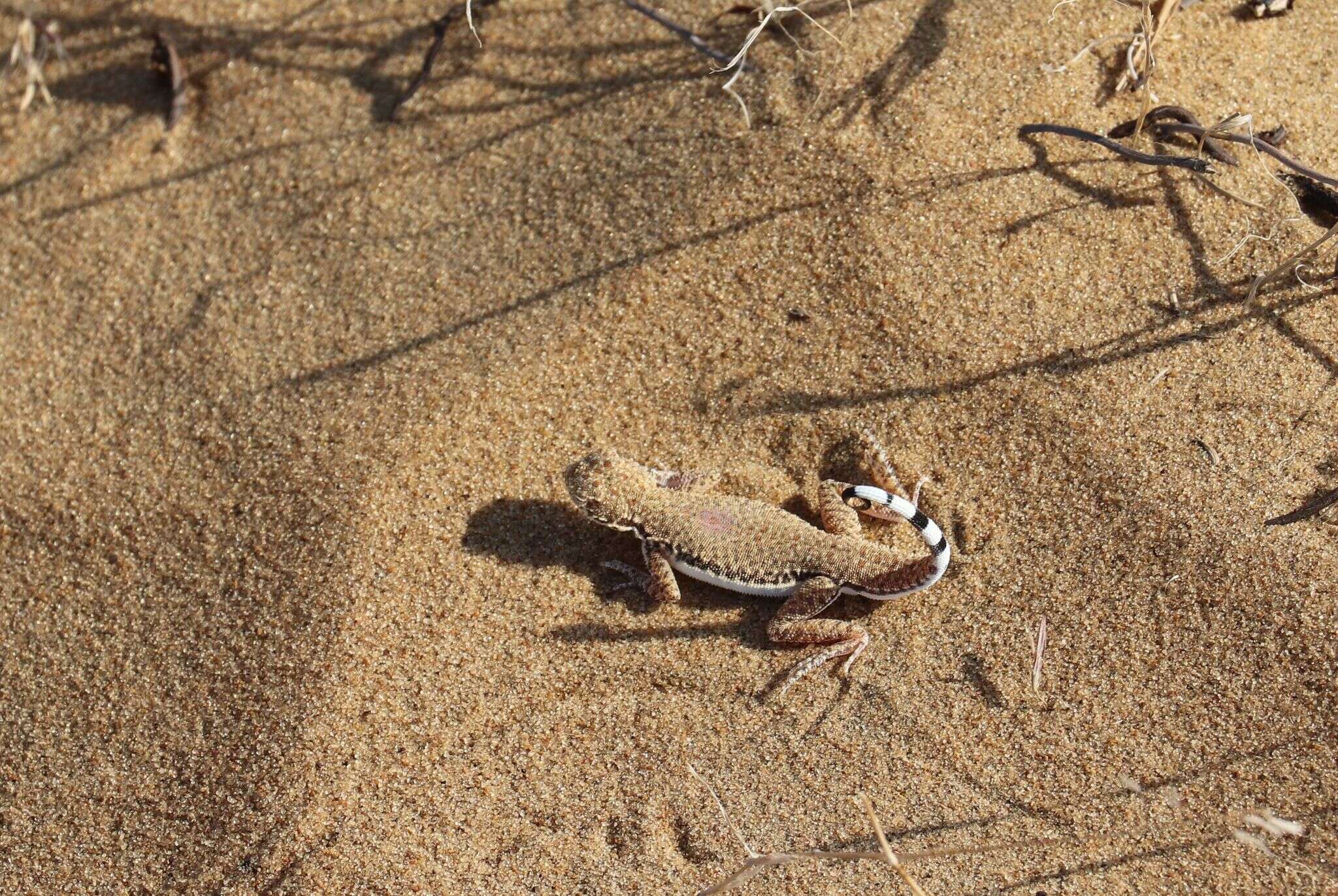 صورة Phrynocephalus interscapularis Lichtenstein 1856