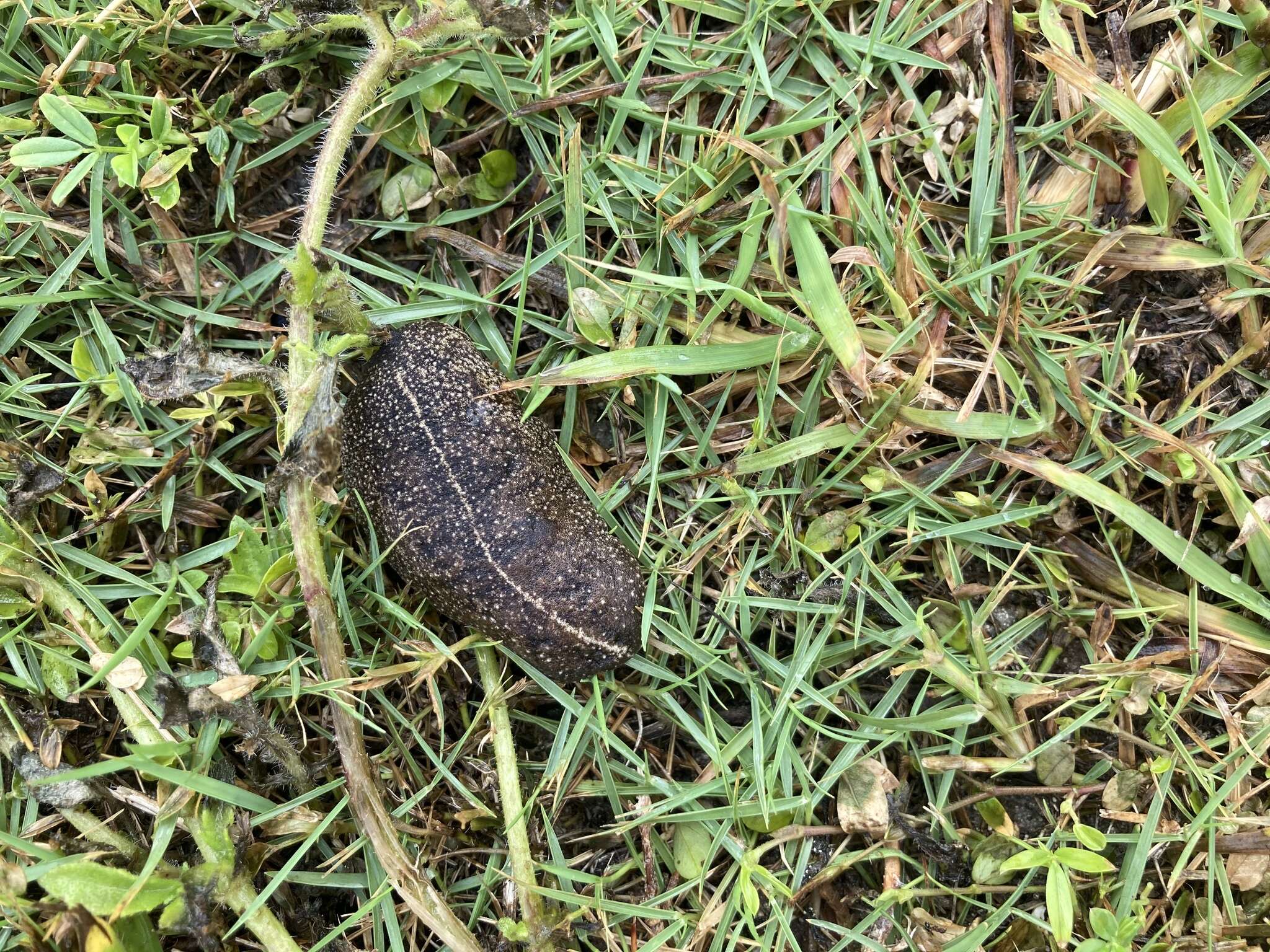 Image of Cuban slug
