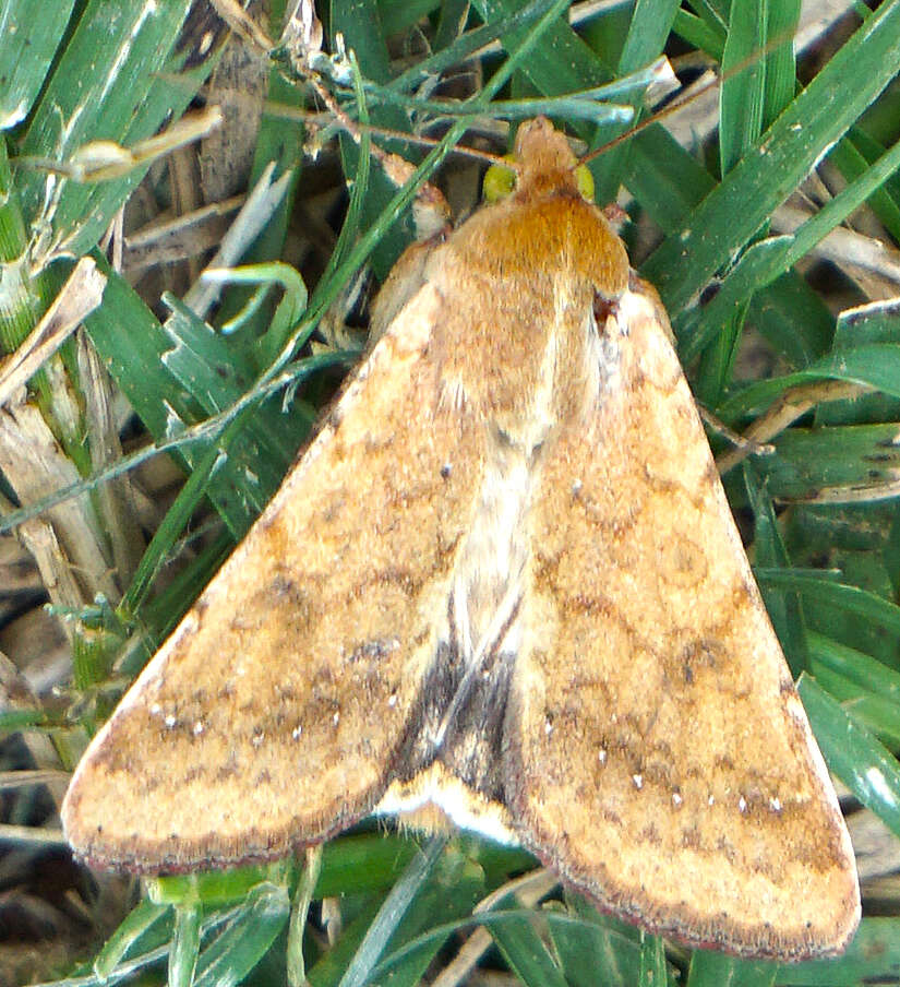 Image of Corn Earworm