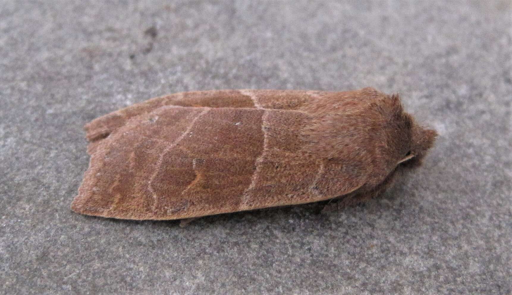 Image of Morrison's Sallow