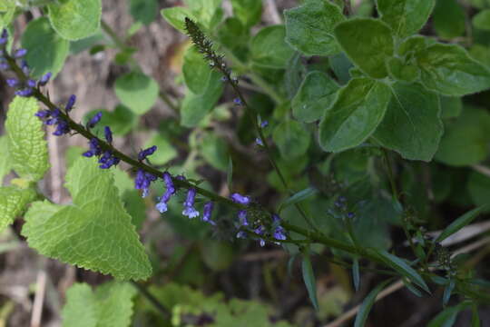 Image de Anarrhinum bellidifolium (L.) Willd.